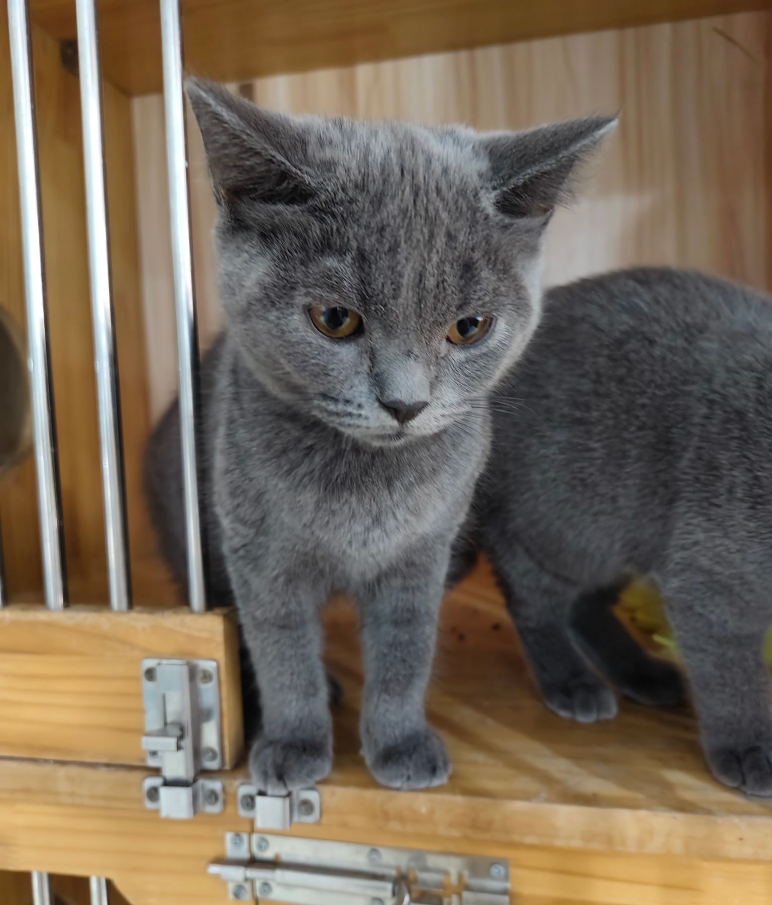 小蓝猫出售，价格便宜